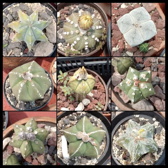 Mix Semillas Astrophytum Myriostigma