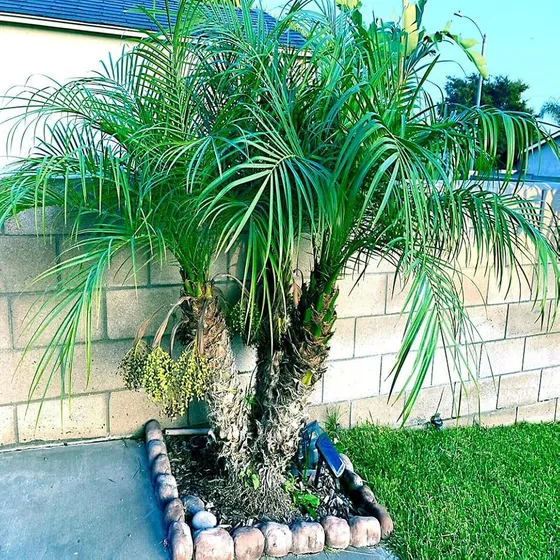 10 Semillas Semillas De Palmera Datilera Pigmea Enana Phoeni