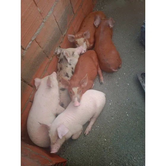 Lechones De 55 Dias