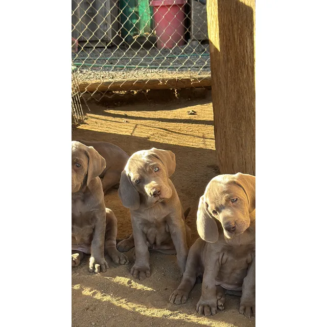 Cachorritos Weimaraner Inscritos Santiago Listos Entrega