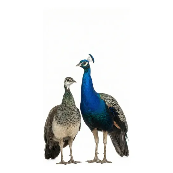 Pavo Real Azul (pavo Cristatus) - Pareja Joven - Quito