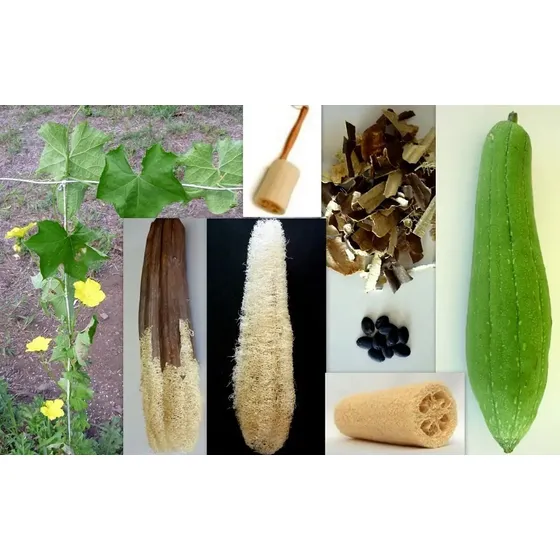 Sementes Bucha Esponja Vegetal Orgãnica Sem Agrotóxico