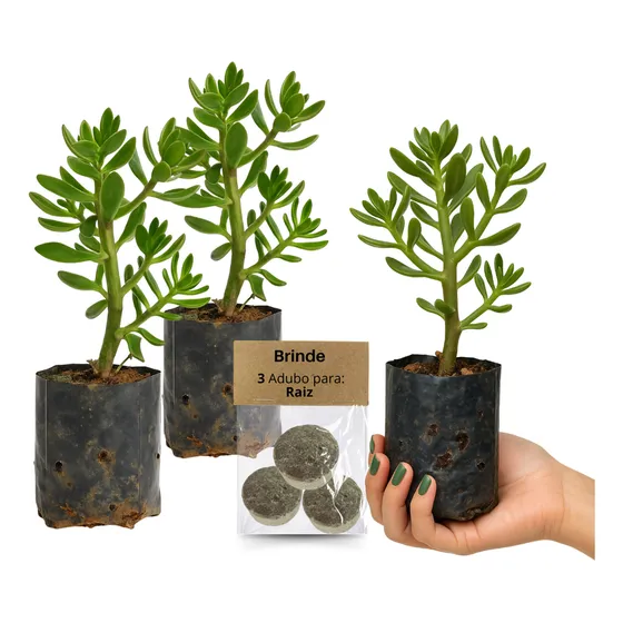 3 Mudas Bálsamo Com Torrão Pronta P/ Plantar + Brinde Adubo