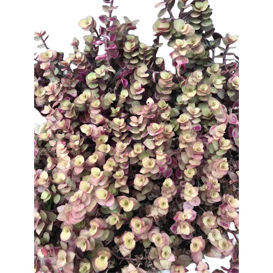 Suculenta Pendente Planta Da Sorte/dinheiro Em Penca/cuia18