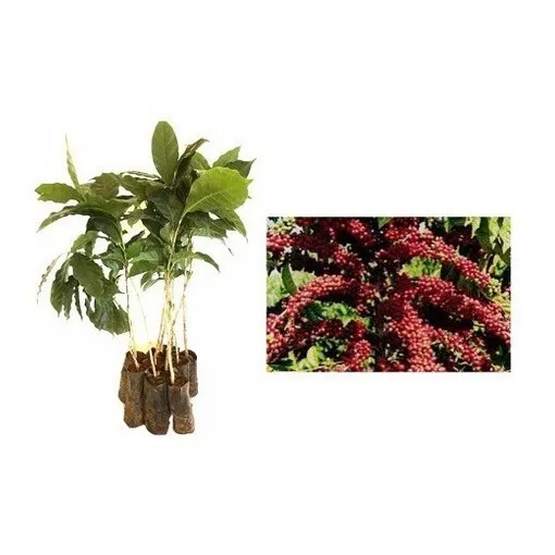 Café Arábica - Kit Com 15 Mudas - Prontas Para O Plantio