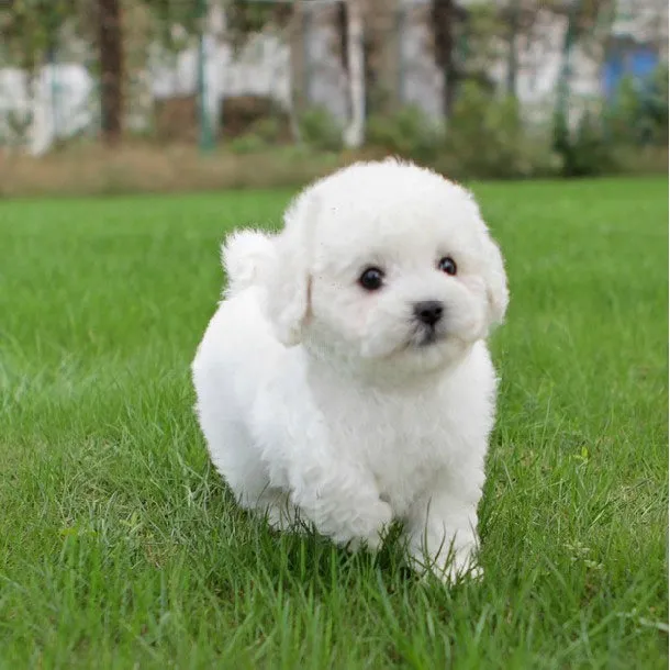 French Poodle 
