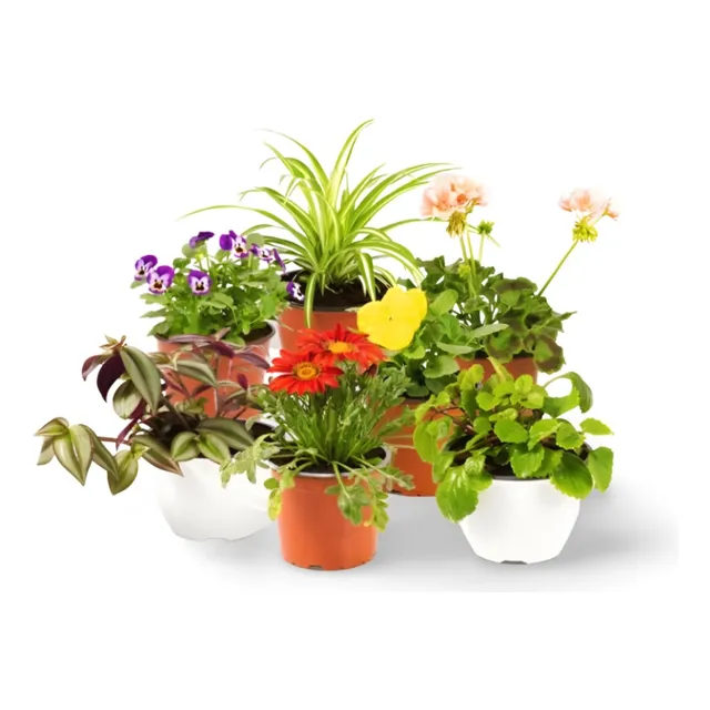 Planta  Viveros Jara Compra Online