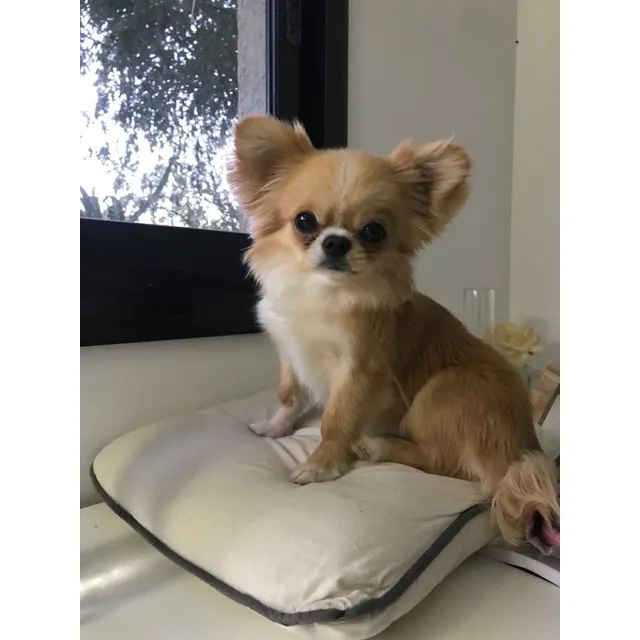 Chihuahua Pelo Largo Puros