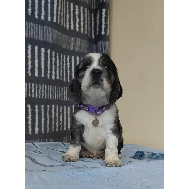 Hermosos Cachorros Cocker Spaniel Exotic Disponible En Cali 
