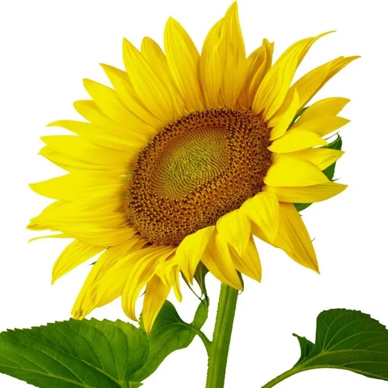 Semilla De Girasol Flor Gigante Seleccionada Despacho