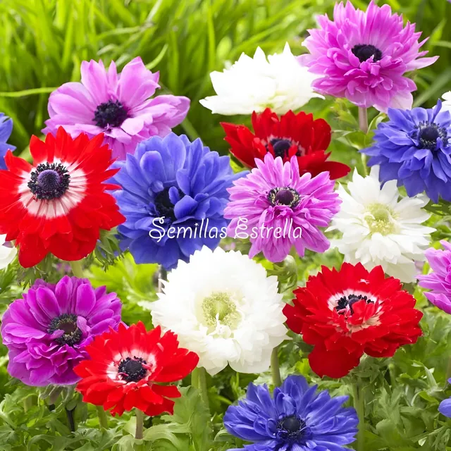 Bulbos De Anemonas Dobles St Brigid Pack X 6u Mix Colores