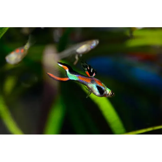 Guppy Endler Black Bar (casal)