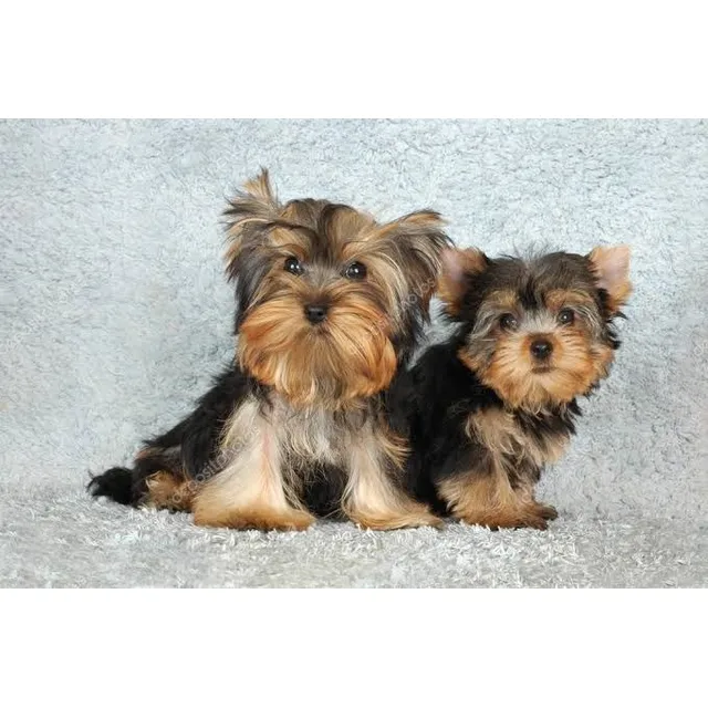 Yorky, Yorkshire