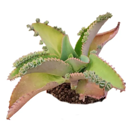 Kalanchoe Medicinal Laetivirens. Hacemos Envíos 