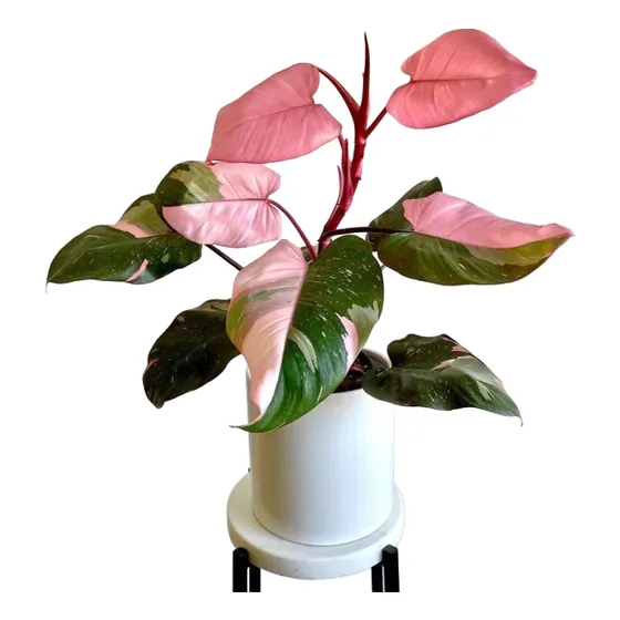 Philodendron Pink Princess - Rosado - Plantas Exóticas 
