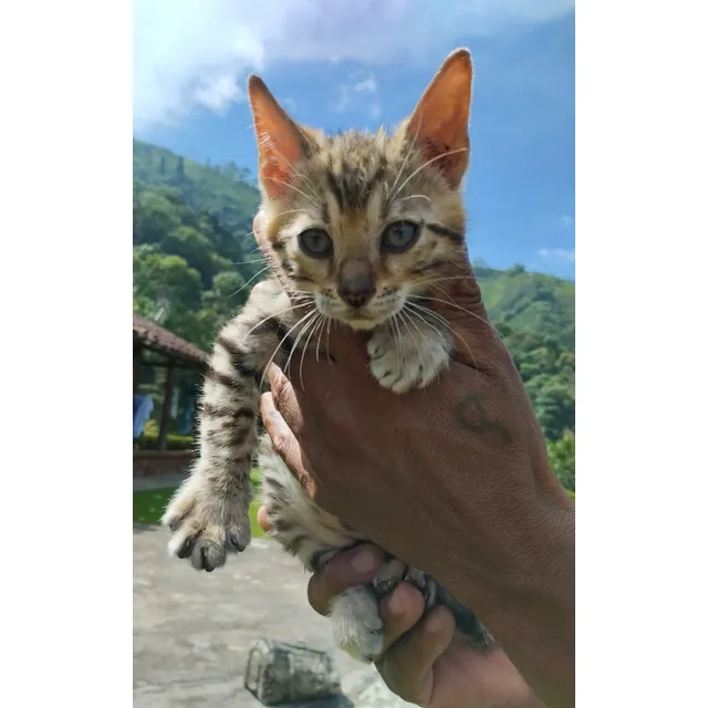 Gato Bengalí. Todas Las Razas De Perros