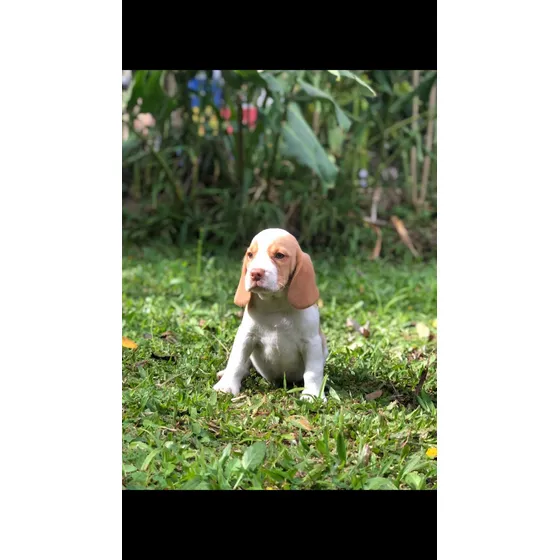 Beagle Filhote Fêmea Bicolor