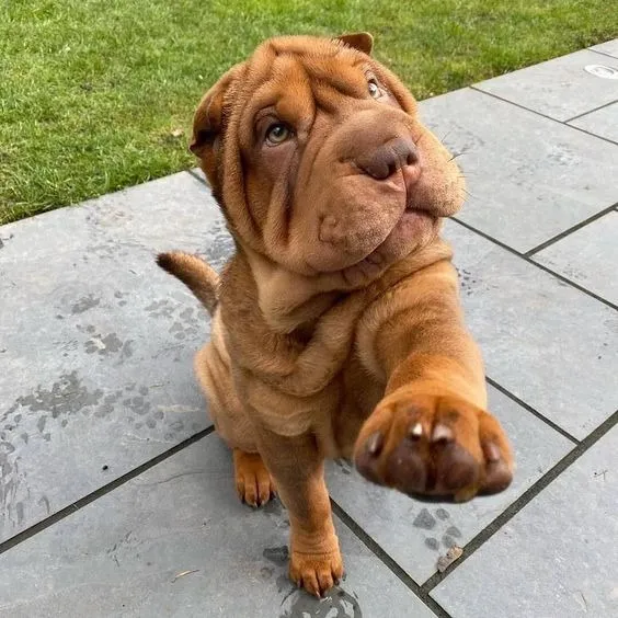 Cachorras Sharpei Perros Colombia Bogotá Santa Marta