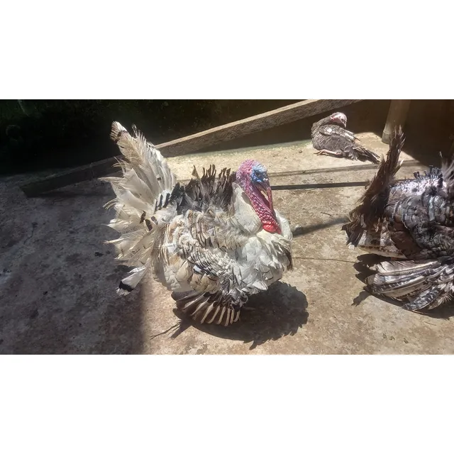 Pavos Criollos Adultos Y Jovenes
