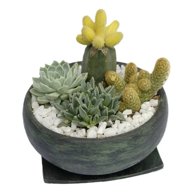 Sustrato Preparado Para Cactus Y Suculentas Bolsa 1l