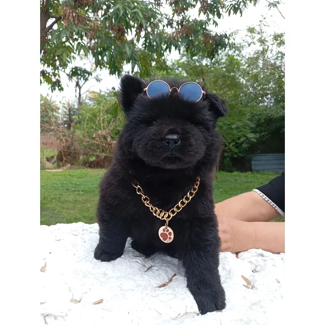 Seña Chowchow Hembra