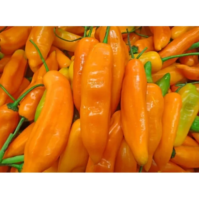 Semillas Aji Picante, Chile Amarillo Peruano