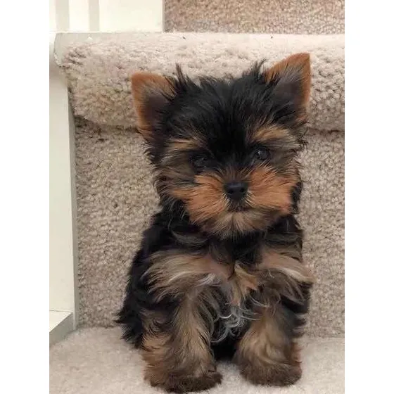 Yorkshire Mini