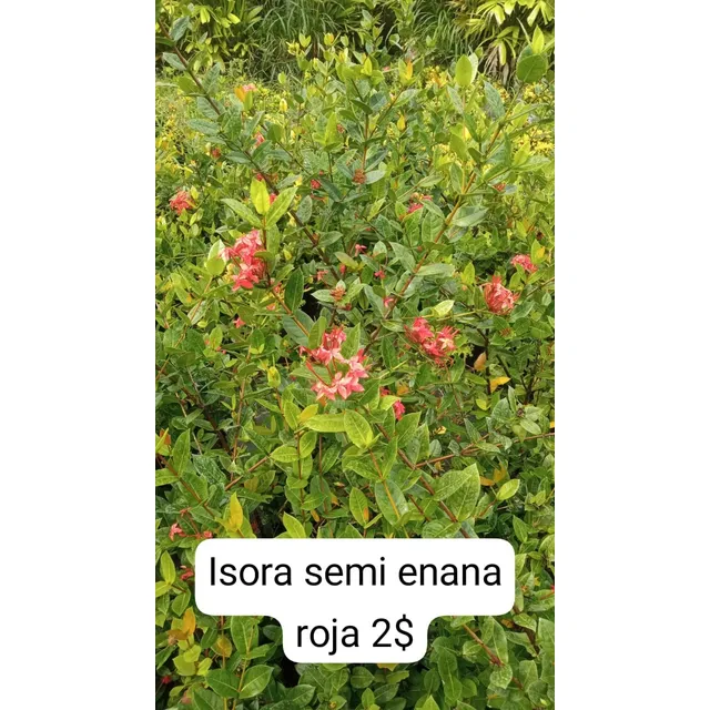 Plantas De Isora Semi Enana Roja Resiste Al Sol