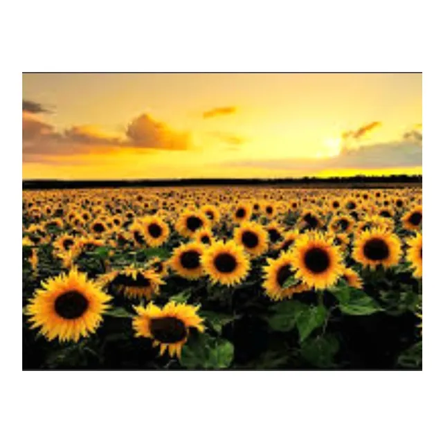 Kit De Bordar Completo: Tela Talagarça Pintada + Lã +girasol