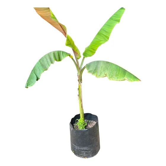 Árbol De Plátano, Bananero, Musa Paradisiaca