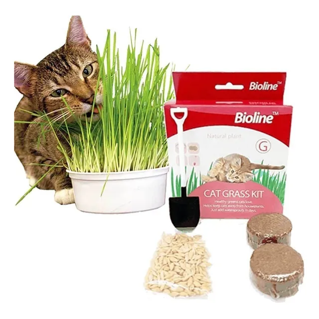 Semillas De Hierba Gatuna Catnip Bioline Hierba Gatera Gatos