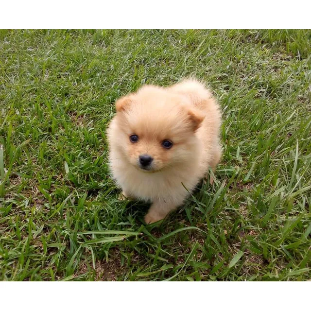 Pomerania Lulú Cali Medellín Bogota Bucaramanga Pereira