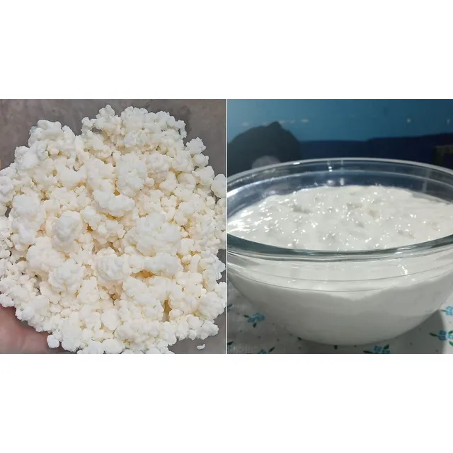 Combos Kombucha O Hongos Kefir Bulgaros Leche Agua 30grs C/u