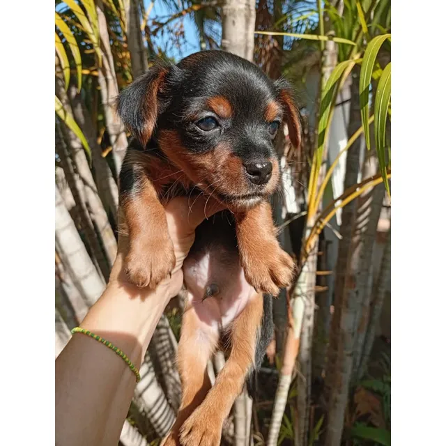 Cachorros Machos De Yorkshirre Terrier Nacidos Este Año
