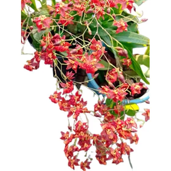 Orquídea Oncidium Twinkle Vermelha Foguinho Adulta