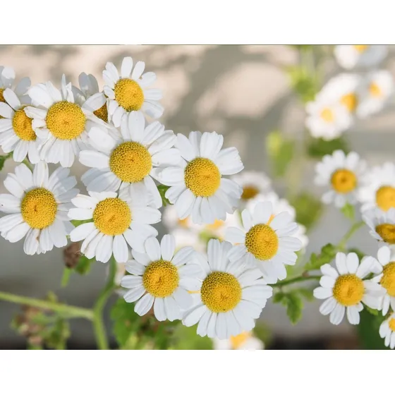 200 Semillas De Manzanilla Flores A Sembrar En Tu Jardín