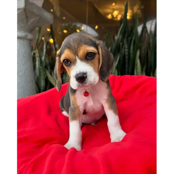 Cachorros Beagle Pedigrí Vacunados Tienda Física