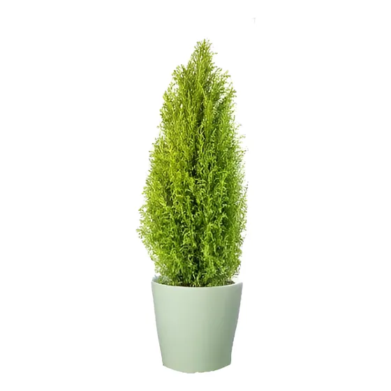 Pino Limón Ciprés Aromático Ornamental