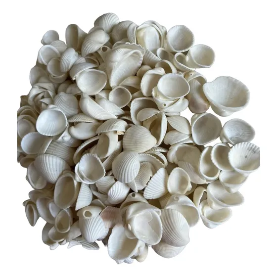 Conchitas De Mar Blancas Grandes. 1 Kilo.  Decoración