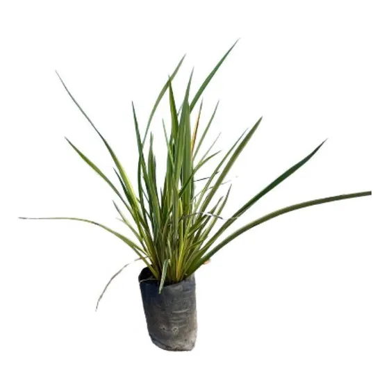 Plantas Cerco Vivo Perimetral Fornios Disciplinados X7