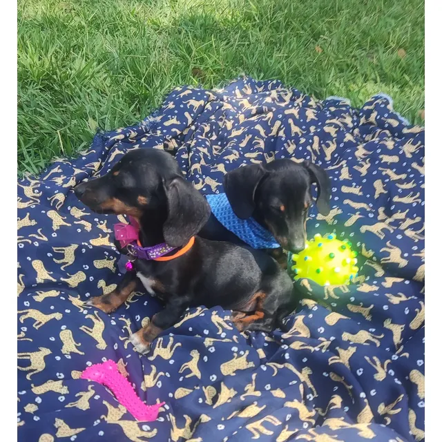 Cachorros Salchichas Conejeros, Teckel Kaninchen, Dachshund