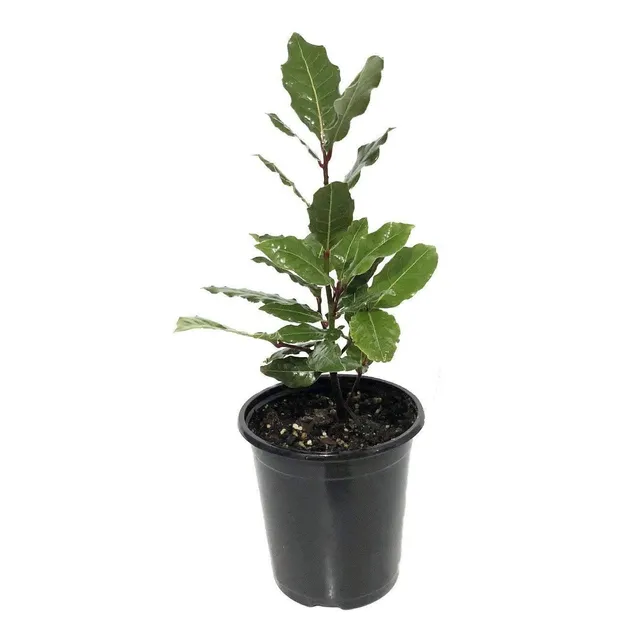 Arbol Laurel Comestible 2 Metros - Original - E.g Caba Y Gba