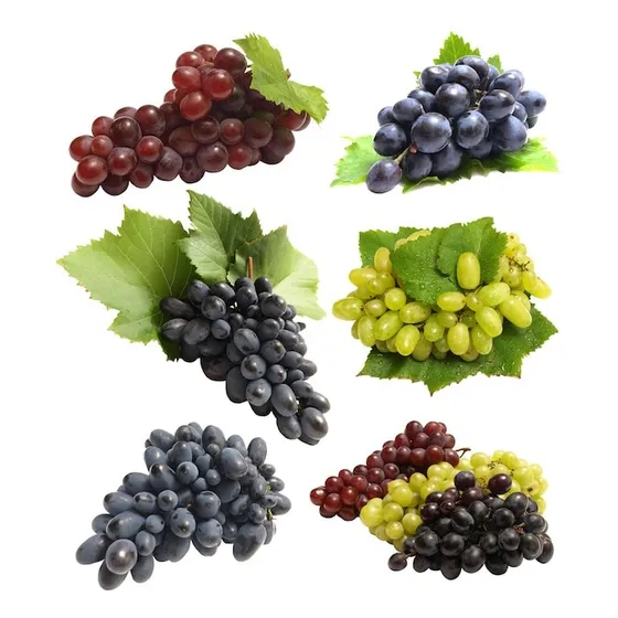 Plantas De Vid Uvas De Mesa Y Producción De Vinos 
