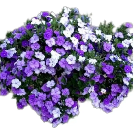 Planta Árbol Floral Jazmín Paraguayo