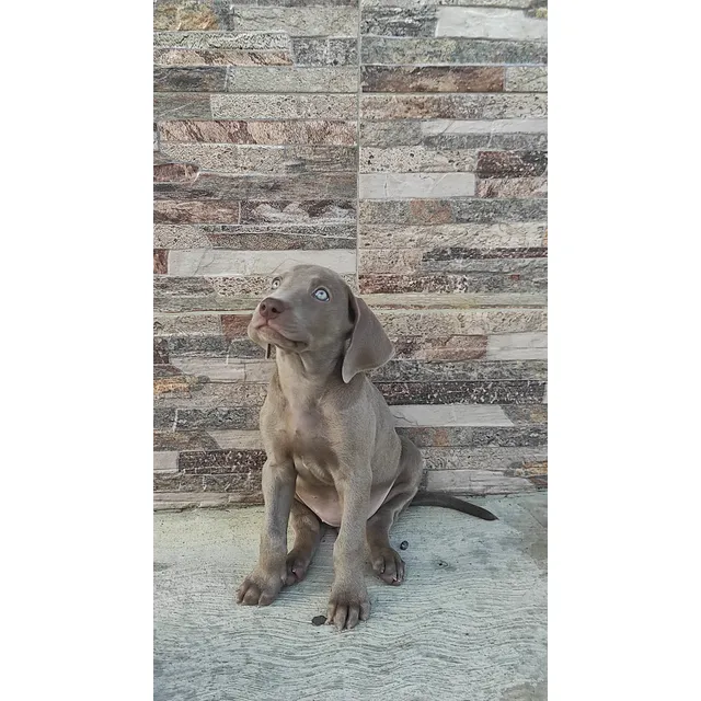 Cachorros Braco De Weimaraner.
