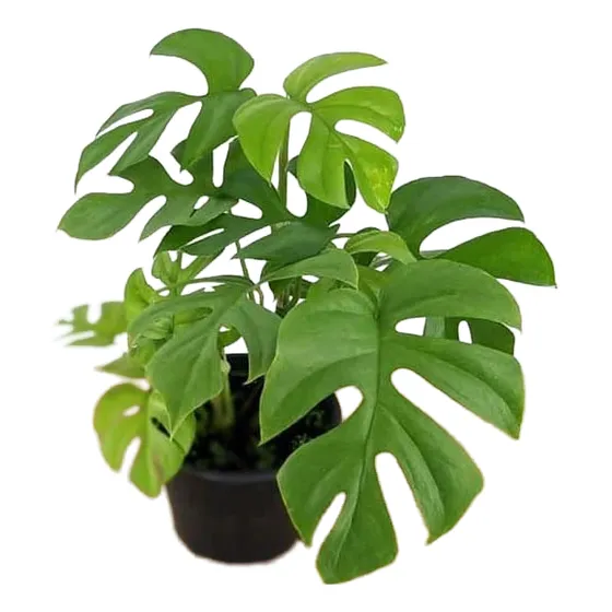 Monstera Mínima - Planta De Interior - Monstera Mini