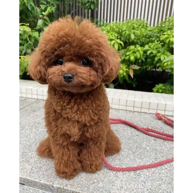 Cachorros Mini Toy Perros Medellín Bogotá Cali Villavicencio
