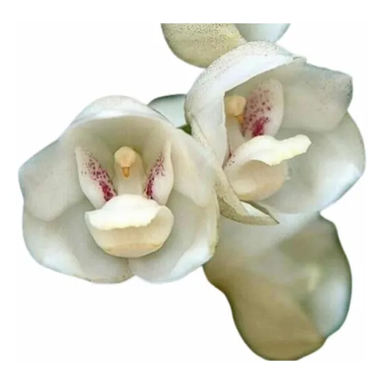 Orquídea Peristeria Elata Pomba Espírito Santo Orquídea Rara