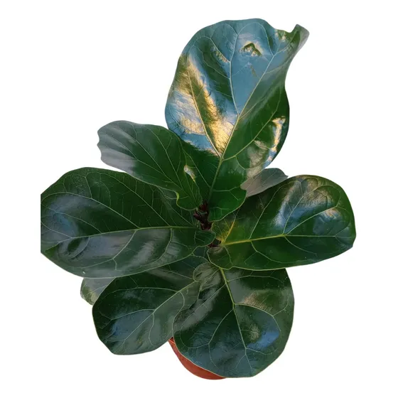Ficus Pandurata Lyrata Super Oferta Ejemplares Hermosos