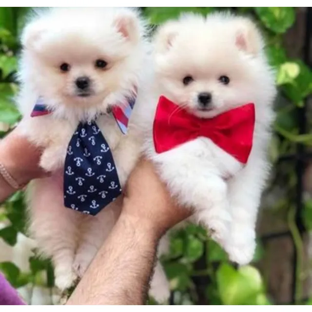 Cachorro Pomeriana Cara De Oso Hembra 